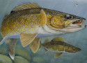 Courtesy of the Minnesota DNR  Stephen Hamrick of Lakeville won the 2015 walleye stamp contest sponsored by the Minnesota Department of Natural Resources.