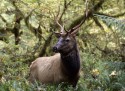 A Roosevelt elk in the Hoh Rain Forest in the Olympic National Park in 2006. (ELAINE THOMPSON/The Associated Press)